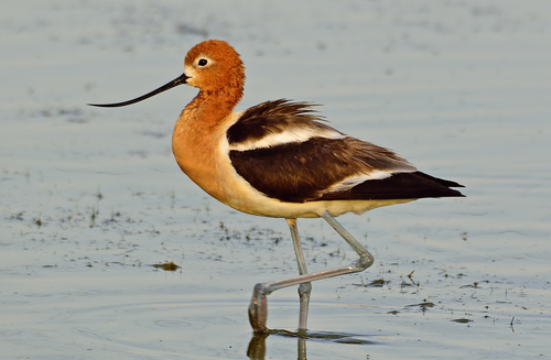 American Avocet