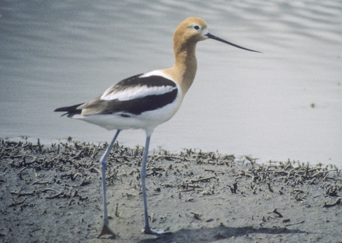 American Avocet