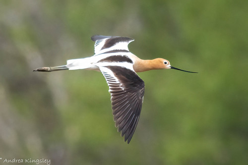 American Avocet