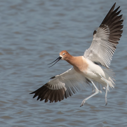 American Avocet