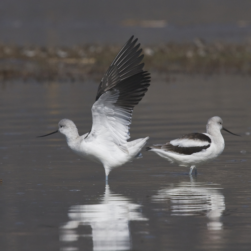 American Avocet