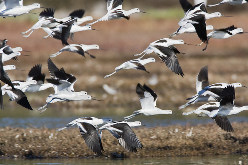 American Avocet