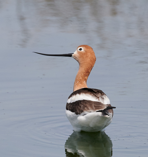 American Avocet