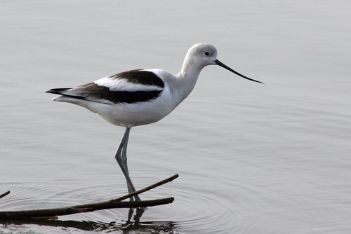 American Avocet