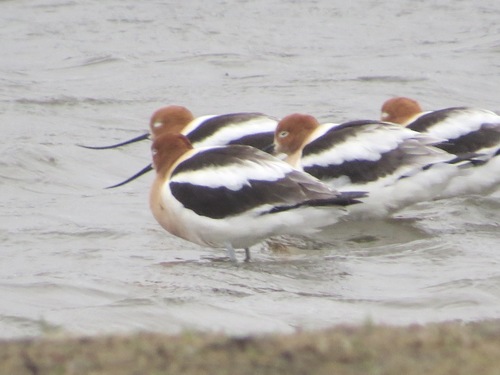 American Avocet