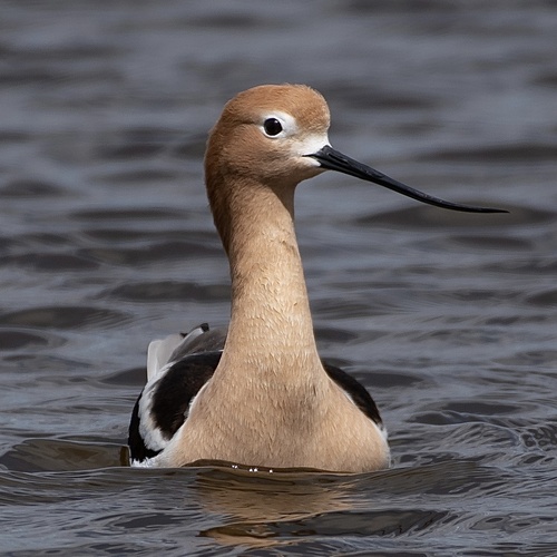 American Avocet