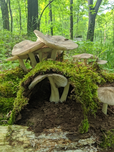 Eastern American Platterful Mushroom