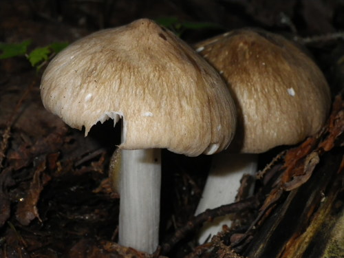 Eastern American Platterful Mushroom