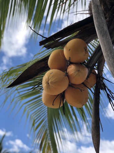 coconut palm