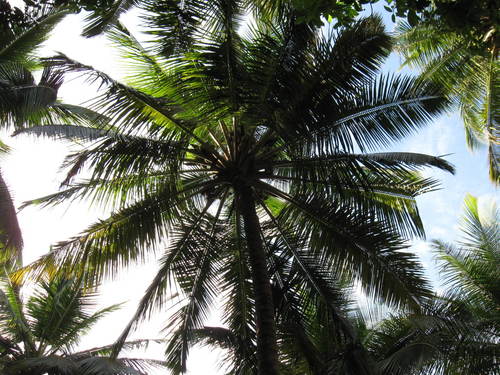 coconut palm