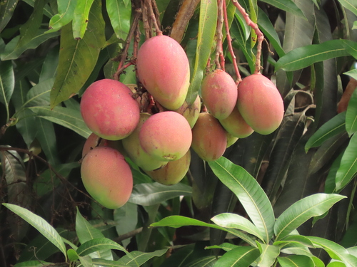 Indian mango