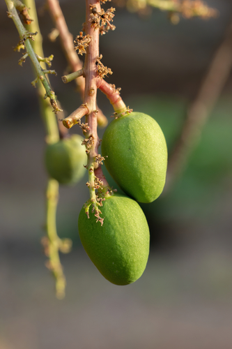 Indian mango