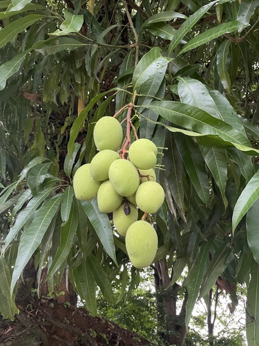 Indian mango