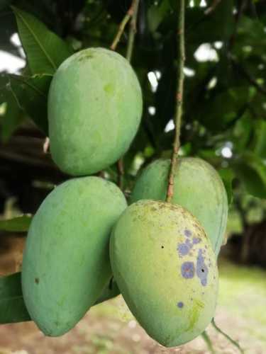 Indian mango