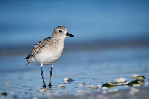 Black-bellied Plover