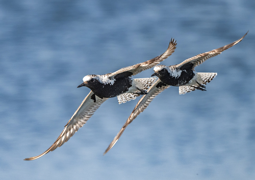 Black-bellied Plover