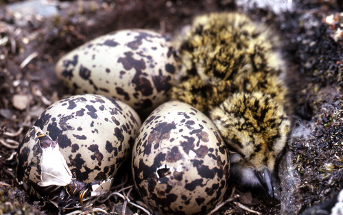 Black-bellied Plover