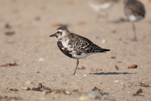 Black-bellied Plover