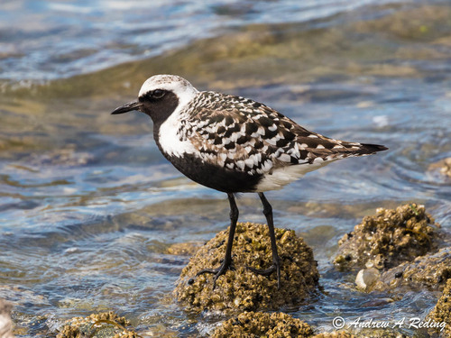 Black-bellied Plover