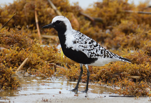 Black-bellied Plover