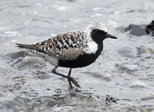 Black-bellied Plover