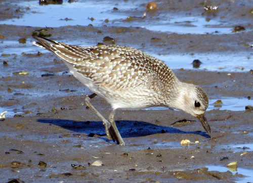 Black-bellied Plover