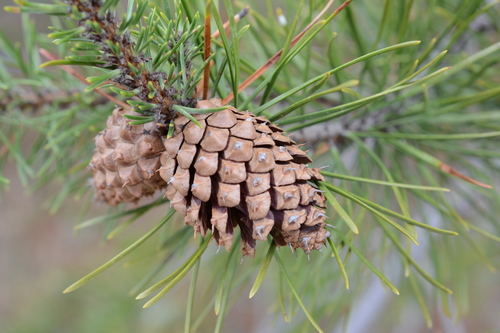 lodgepole pine