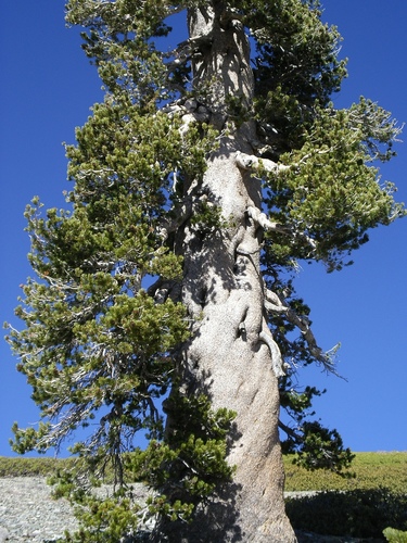 lodgepole pine