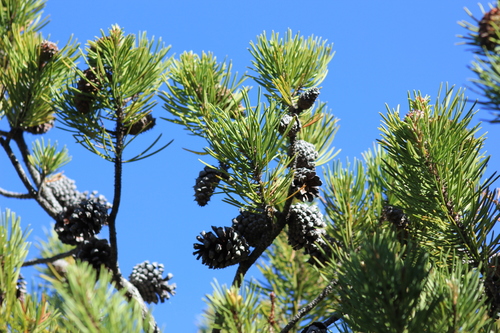 lodgepole pine