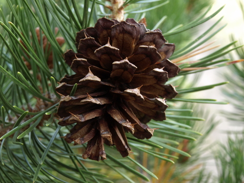 lodgepole pine