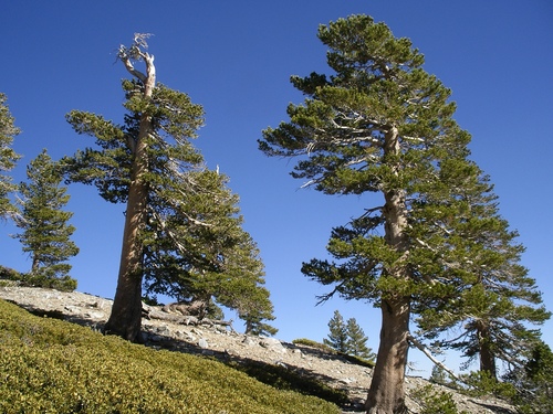 lodgepole pine