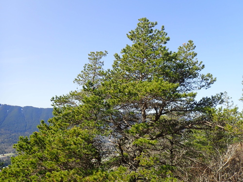 lodgepole pine