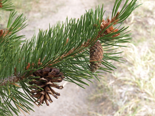 lodgepole pine