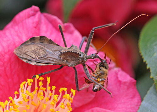 North American Wheel Bug