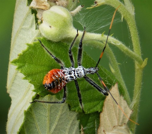 North American Wheel Bug