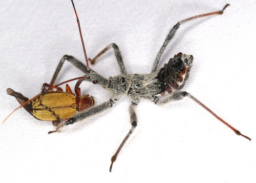 North American Wheel Bug