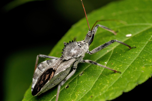 North American Wheel Bug