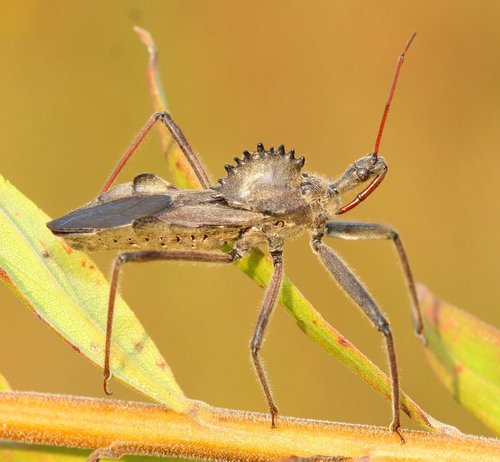 North American Wheel Bug