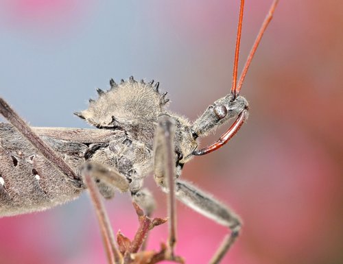 North American Wheel Bug