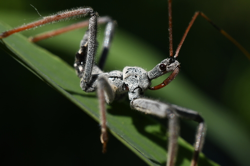 North American Wheel Bug