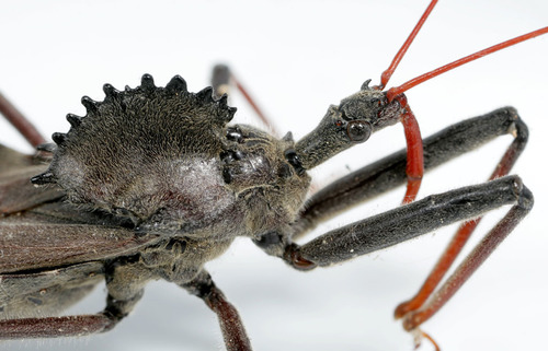 North American Wheel Bug
