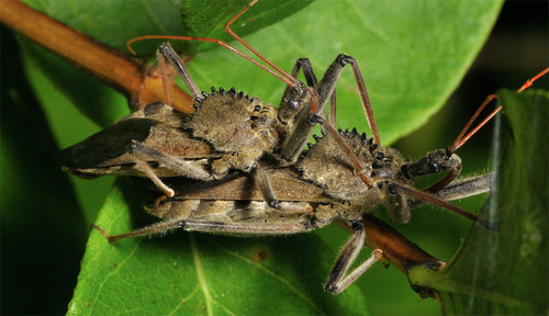 North American Wheel Bug
