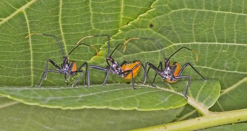 North American Wheel Bug