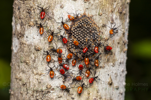 North American Wheel Bug