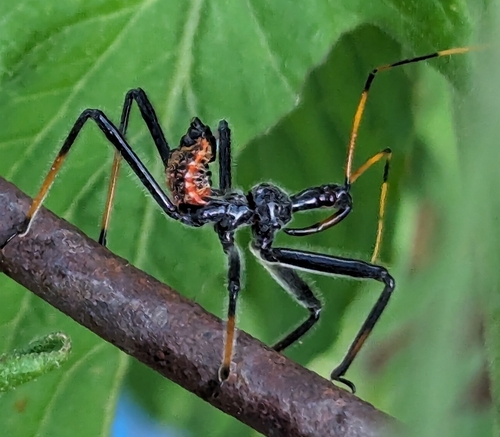 North American Wheel Bug