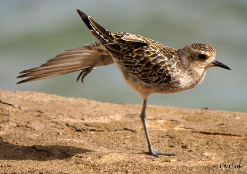 Pacific Golden-Plover