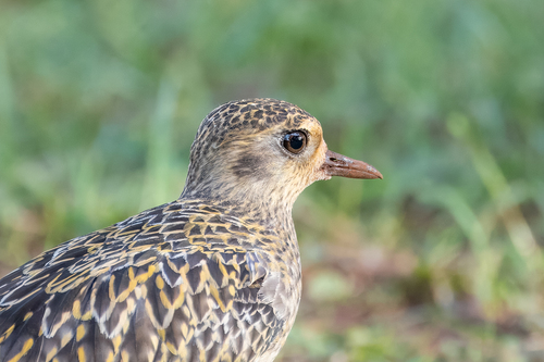 Pacific Golden-Plover