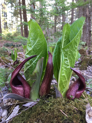 Eastern Skunk Cabbage