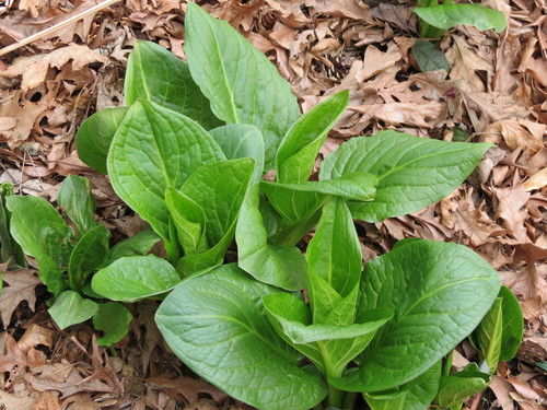 Eastern Skunk Cabbage