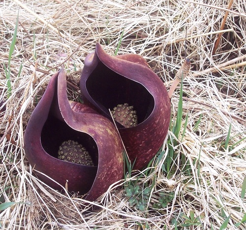 Eastern Skunk Cabbage